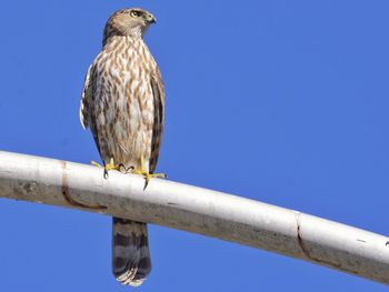 Low angle view of sharp-shinned hawk perching against clear blue sky