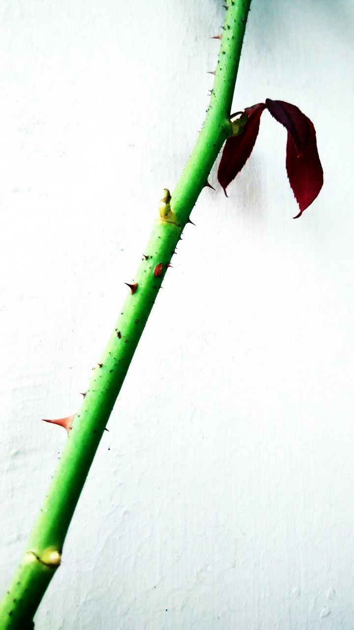 green color, wall - building feature, plant, copy space, wall, leaf, growth, close-up, stem, green, day, no people, nature, outdoors, built structure, low angle view, growing, architecture, blue, spiked