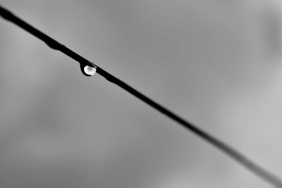 Close-up of raindrops on plant