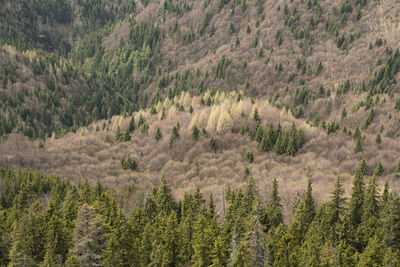 Trees in forest