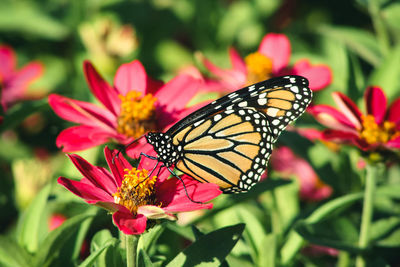 Close-up of butterfly pollinating on pink flower