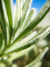 Close-up of succulent plant