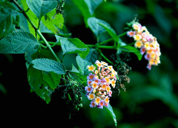 Close-up of insect on plant