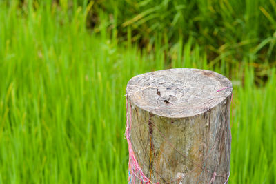 Close-up of wooden post on tree stump in field