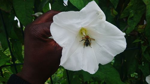 Close-up of insect on white flower