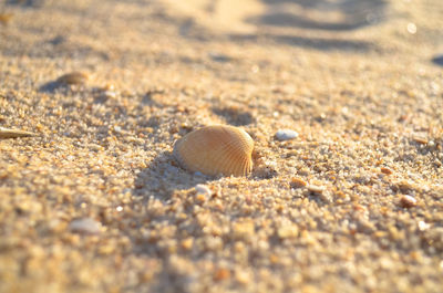 Close-up of shells on sand