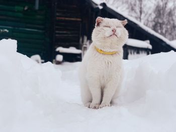 Portrait of white cat sitting on snow