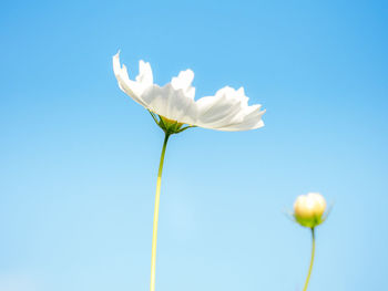 Low angle view of white flowering plant against blue sky