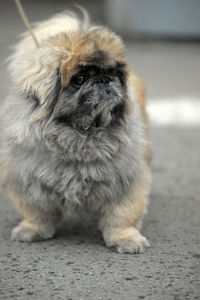 Portrait of puppy sitting on street