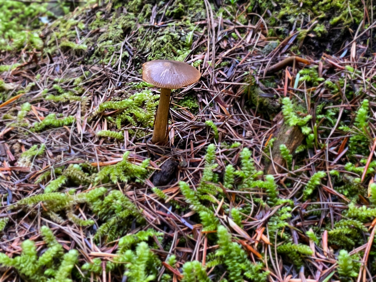 CLOSE-UP OF MUSHROOM GROWING ON TREE