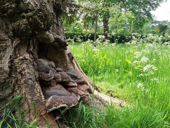 Close-up of lizard on tree trunk in field