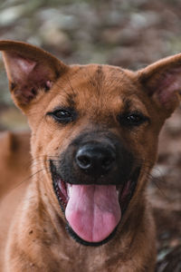 Close-up portrait of a dog