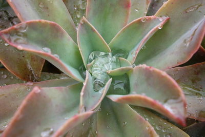 Close-up of water drops on cactus