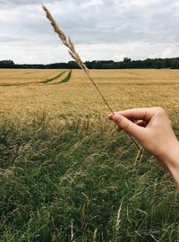 Cropped hand holding wheat