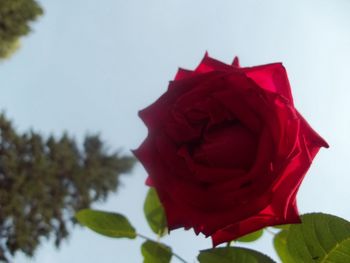 Close-up of red rose against sky