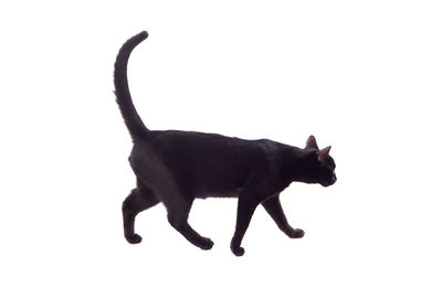 Side view of black cat against white background