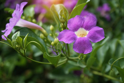 Close-up of purple flowering plant