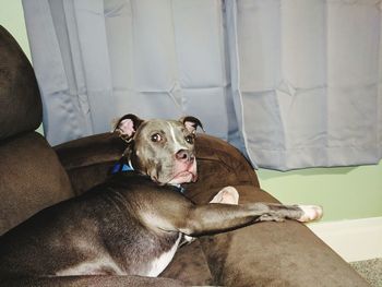 Close-up of dog relaxing on sofa at home