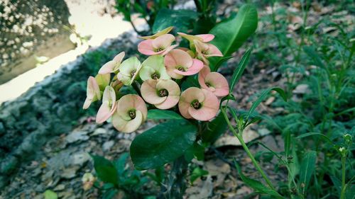 Close-up of flowering plant