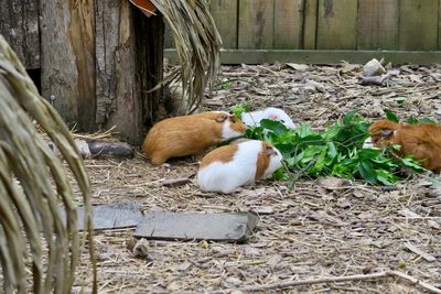 View of two guinea pigs on wood