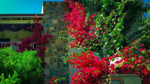 Low angle view of flowers growing on tree