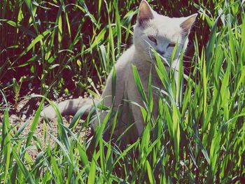 Cat sitting on grass