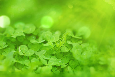 Close-up of water drops on green leaves