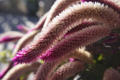 Close-up of pink flower