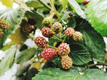 Close-up of blackberries growing on tree