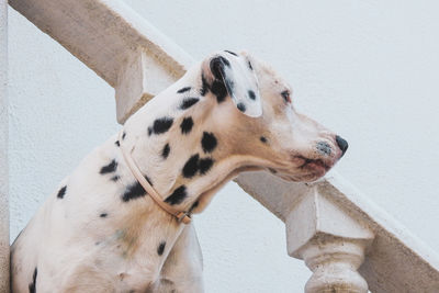 Close-up of a dog looking away