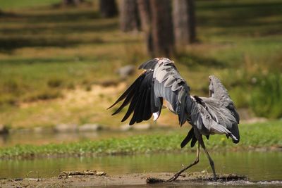 Bird flying over a lake