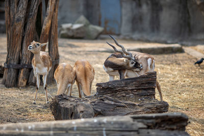 Sheep in a zoo