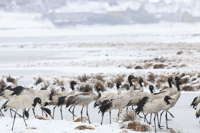 Black-necked cranes on frozen lakeshore