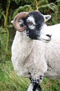 Close-up portrait of sheep on field