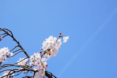Low angle view of cherry blossom against blue sky