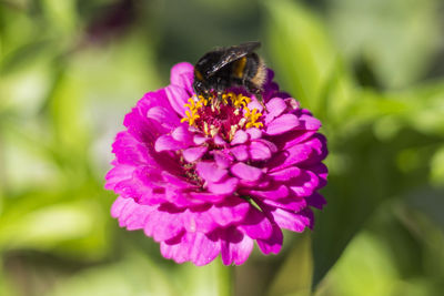 Close-up of bee on purple flower