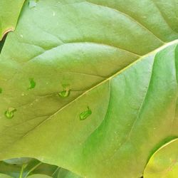 Full frame shot of green leaves