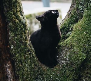 Black cat sitting on tree trunk