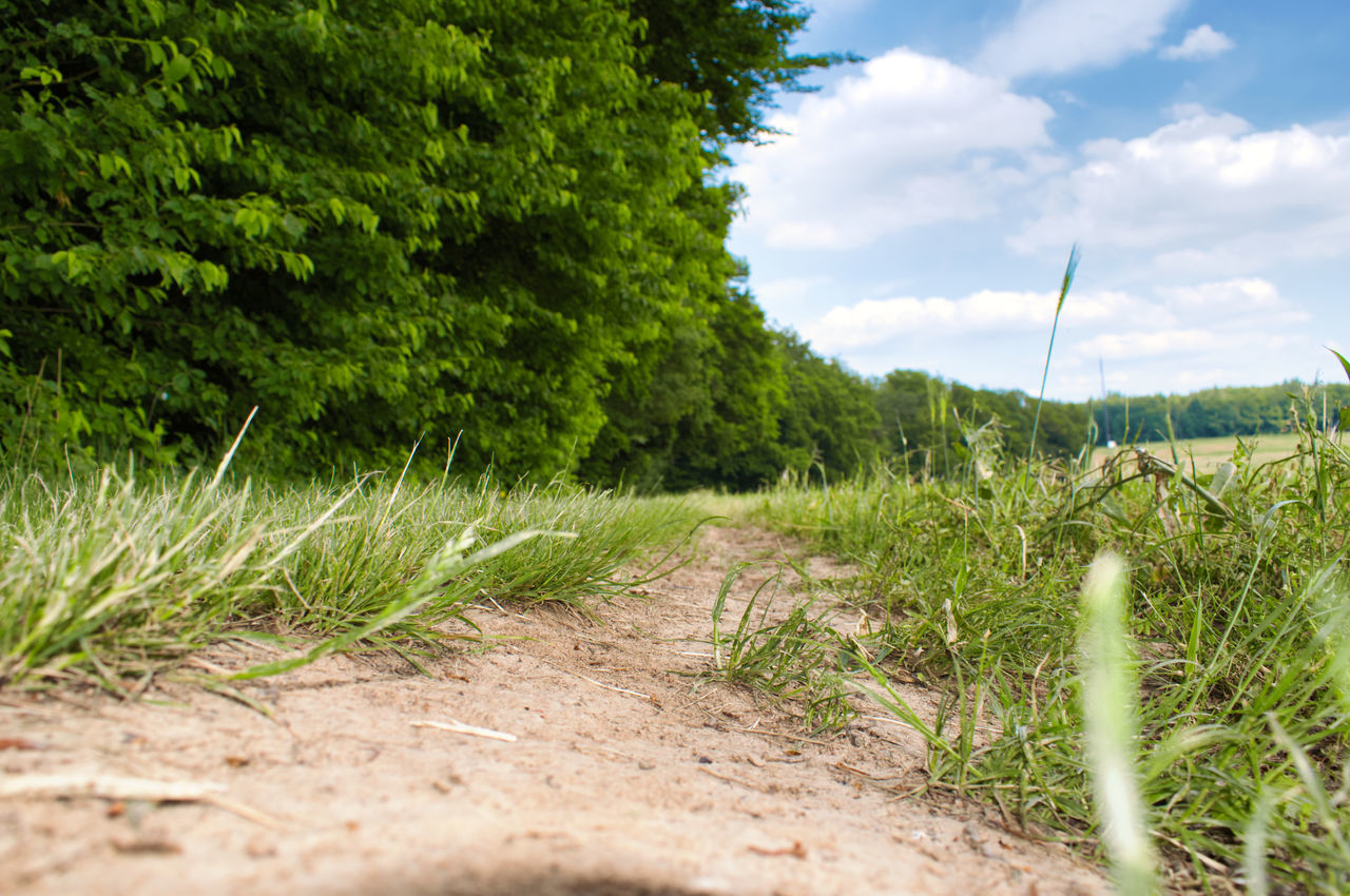 SURFACE LEVEL OF DIRT ROAD AMIDST TREES AGAINST SKY