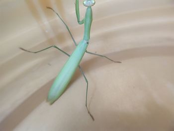 Close-up of insect