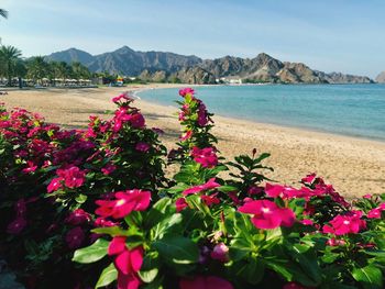 Pink flowering plants by sea against sky