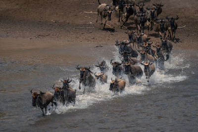 Horses on shore at beach