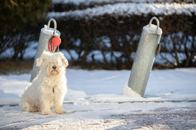 In the wintertime, a dog waits tied by a leash to a metol pole.