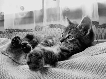 Close-up of cat sleeping on bed