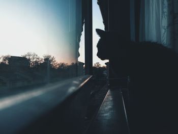 Silhouette of cat looking through window