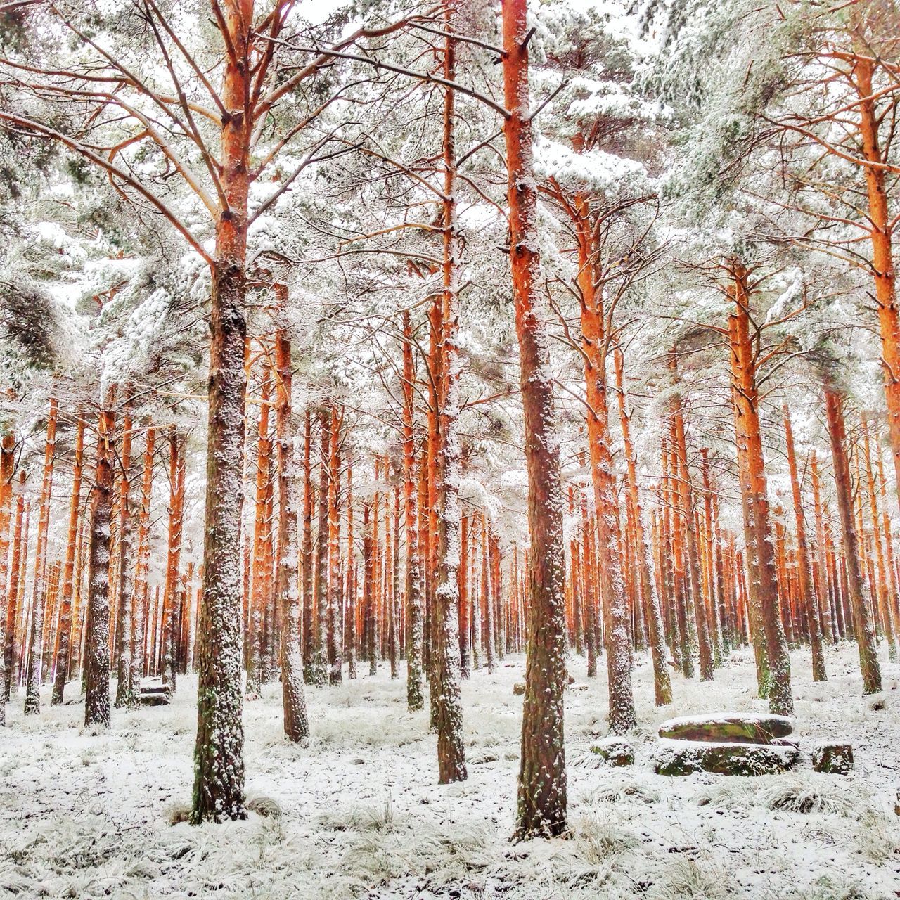 tree, tranquility, tranquil scene, nature, woodland, tree trunk, forest, snow, winter, cold temperature, growth, beauty in nature, season, scenics, landscape, non-urban scene, day, abundance, outdoors, field