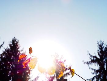 Sun shining through trees