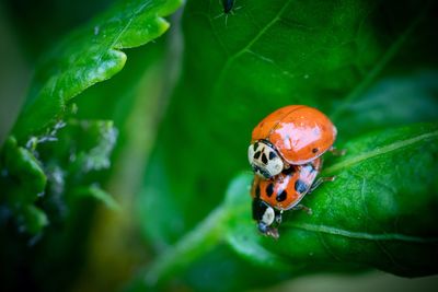 Close-up of ladybug on leaf