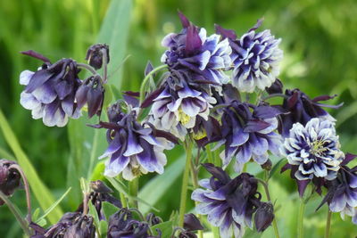 Close-up of purple flowering plant