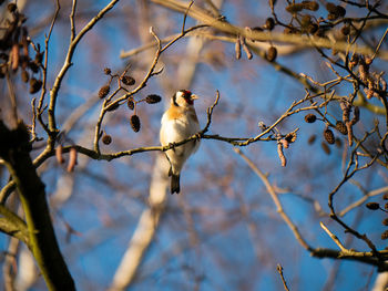 Low angle view of bird perching on branch